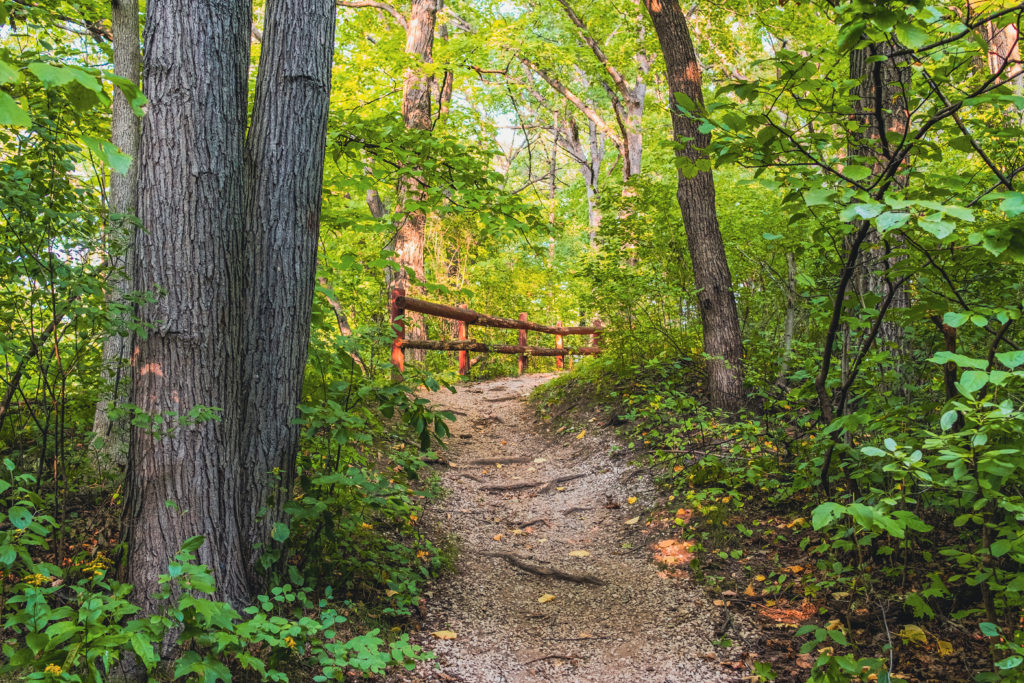 Leafy walking trail at Jacobus Park in Wauwatosa