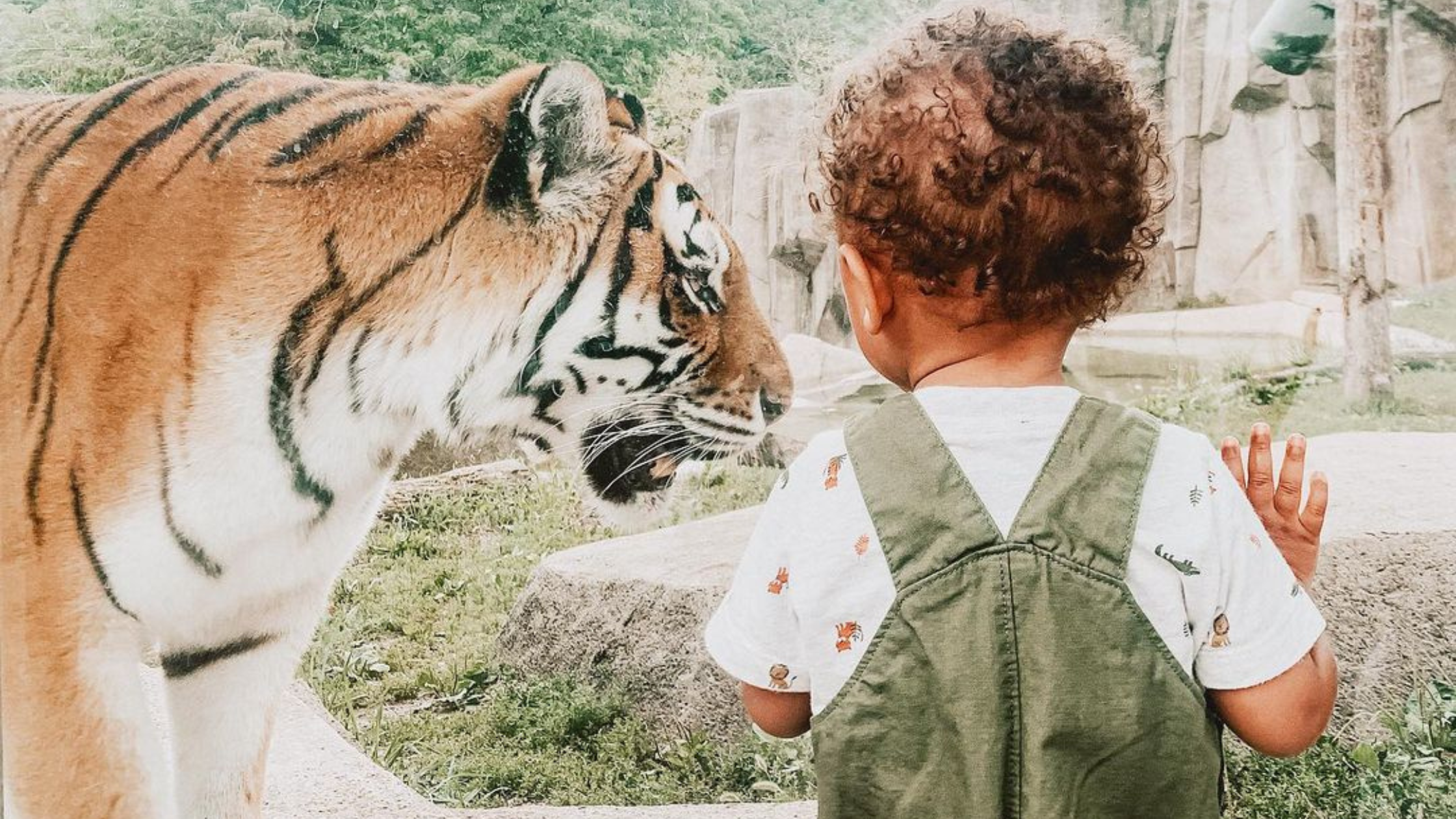 Child looking at a tiger through glass display at Milwaukee County Zoo