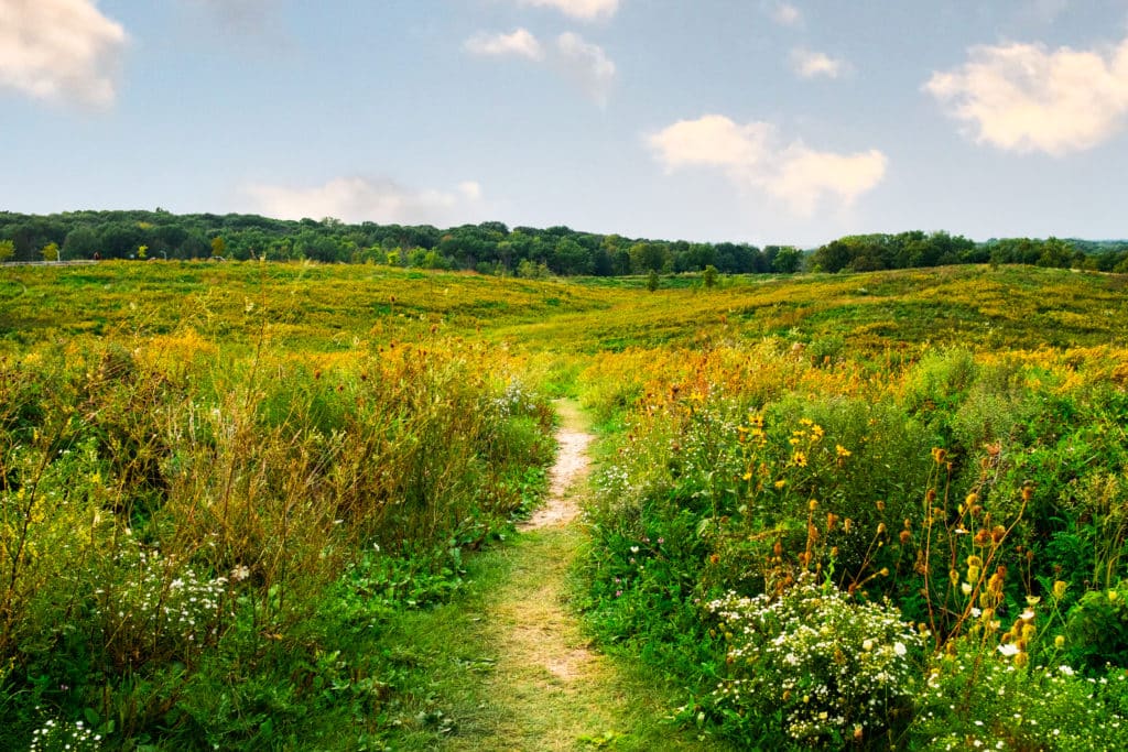 Green hilly prairie with a path down the center in Wauwatosa, WI 