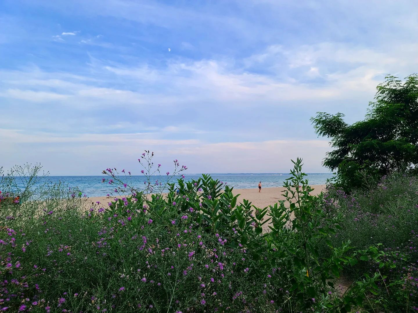 Lake Michigan Beach near Wauwatosa, WI. There's brush in the foreground and the lake in the background.